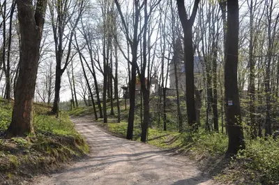 a dirt road in the middle of a forest at Grodzisko11 in Skała