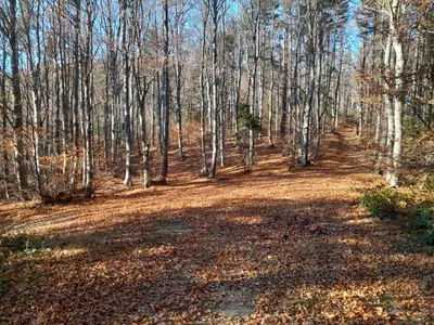 a dirt road in the woods with trees at Pod Górą in Wiśniowa