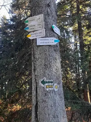 a tree with signs attached to a tree at Pod Górą in Wiśniowa