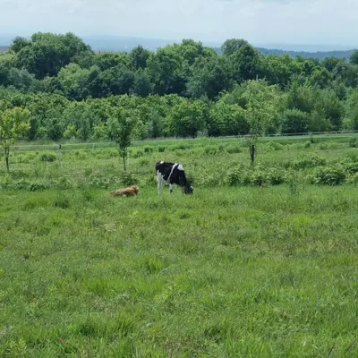 a cow grazing in a field of grass at Uszate Ranczo in Rybna