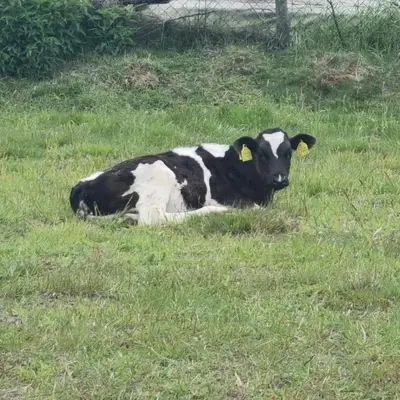 a black and white cow laying in the grass at Uszate Ranczo in Rybna