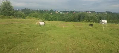 two horses are grazing in a field of grass at Uszate Ranczo in Rybna