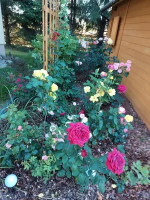a garden of flowers in front of a house at Sosnowy Domek in Zator