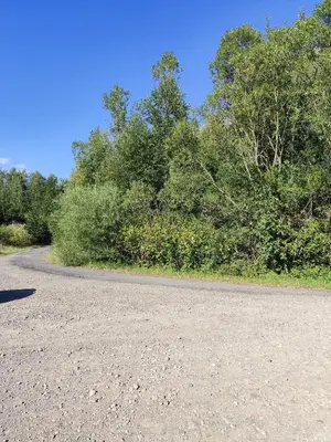 a gravel road with trees on the side of it at Domki pod skarpą Zator 27 in Zator