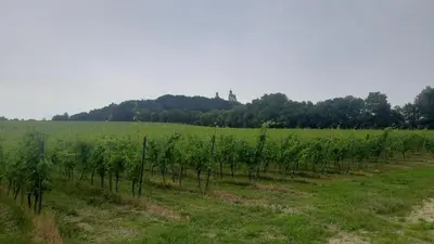 a row of green vines in a field at Apartamenty Kraków-Bielany in Kraków