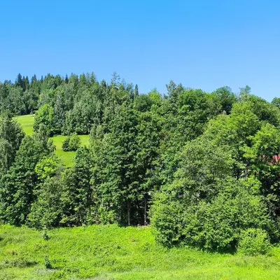 a lush green hillside with trees in a field at Noclegi Pod Lyskami in Nowy Targ