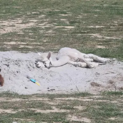 a dog laying in the sand with a frisbee at Uszate Ranczo Malinka in Rybna
