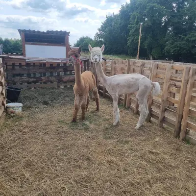 two llamas standing next to a wooden fence at Uszate Ranczo Malinka in Rybna