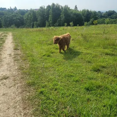 a brown dog walking in a field next to a dirt road at Uszate Ranczo Malinka in Rybna