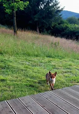 a cat walking on the grass near a field at Spokojnia Dom Wiejski in Zawoja