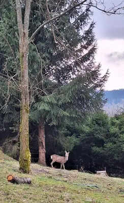 a deer standing in a field next to a tree at Spokojnia Dom Wiejski in Zawoja