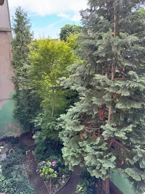 a view of a garden with a pine tree at Urban rooms in Kraków