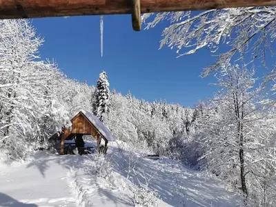 a window with a view of a forest of trees at Hope Mountain Escape Poland, Wooden Cabin in Szczawa