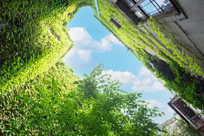 a window in an ivy covered building with a tree at LORETO 3 by Cozyplace in Kraków