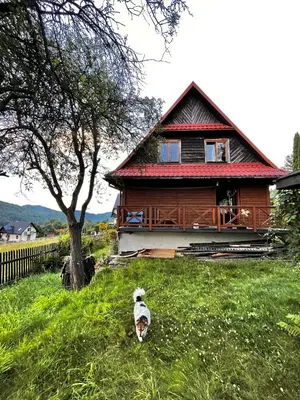 a dog standing in the grass in front of a house at Dom Ponad Wsią in Zawoja