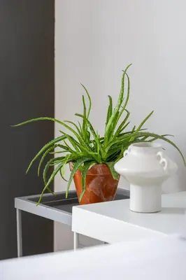 a plant sitting on a white table with a vase at Studio apartment - Kalwaryjska 34 street in Kraków