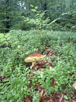 a mushroom in the middle of a forest at Fundacja DPT Zawoja Dom Pracy Twórczej PAU in Zawoja