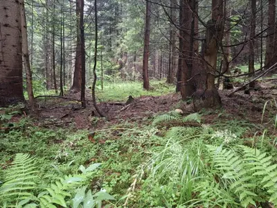 a forest with lush green plants and trees at Fundacja DPT Zawoja Dom Pracy Twórczej PAU in Zawoja