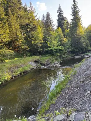 a river in a field with trees in the background at Apartament 1 w Kocierzu in Kocierz Rychwałdzki
