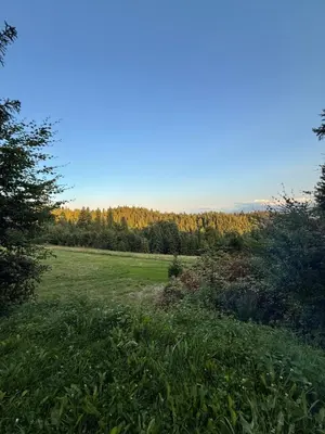 a grassy field with trees in the background at Terenowka Bacowka in Waksmund