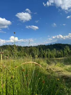 a field of tall grass with trees in the background at Terenowka Bacowka in Waksmund