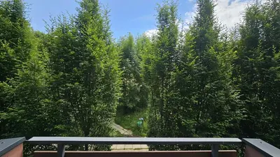 a view of a forest of trees from a bridge at Blue Salt in Wieliczka