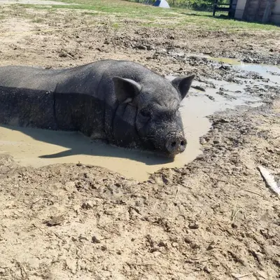 a black pig laying in a puddle of mud at Uszate Ranczo Jagoda in Rybna