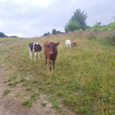 a group of cows standing in a grassy field at Uszate Ranczo Jagoda in Rybna