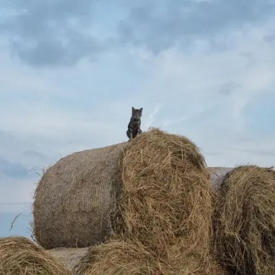a cat sitting on top of a pile of hay at Uszate Ranczo Jagoda in Rybna