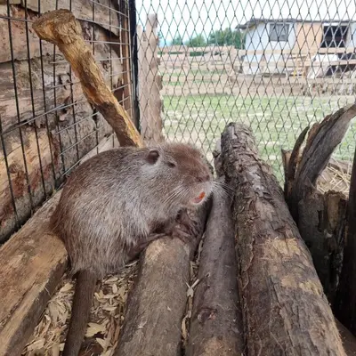 a porcupine sitting on some logs in a cage at Uszate Ranczo Jagoda in Rybna