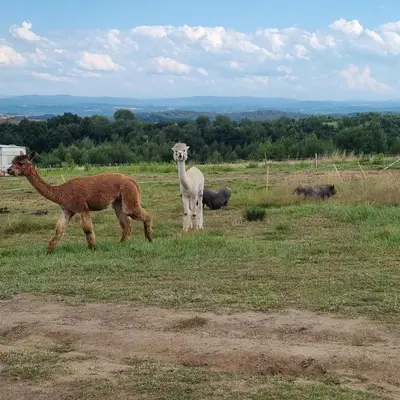 two sheep and a camel standing in a field at Uszate Ranczo Jagoda in Rybna