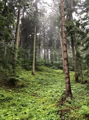 a tree in a forest with green plants at Jaśminowa Pracownia in Rupniów