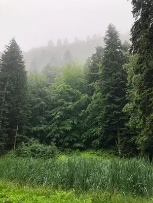 a misty forest with trees and grass in the foreground at Jaśminowa Pracownia in Rupniów