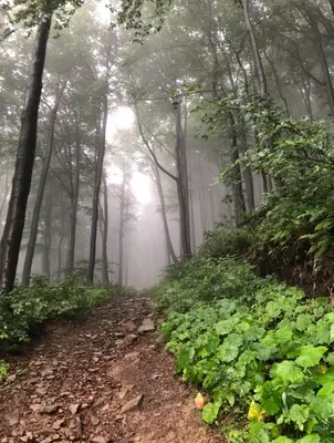 a misty trail in a forest with trees at Jaśminowa Pracownia in Rupniów