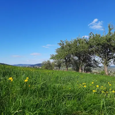 a field of grass with yellow flowers and trees at Domek pod Skiełkiem in Łukowica