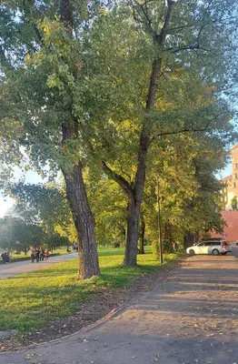 two trees in a park next to a street at Apartment next to Wawel, Premium Stay in Central Krakow by Koletek 3 in Kraków