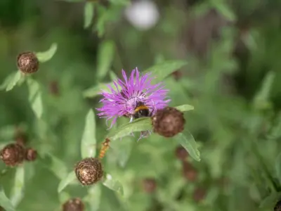 a bee on a purple flower with some berries at Apartament Gorczański Widok in Nowy Targ