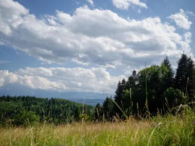 a view of a field of grass and trees at Apartament Gorczański Widok in Nowy Targ