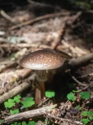 a brown mushroom on the ground in the woods at Apartament Gorczański Widok in Nowy Targ