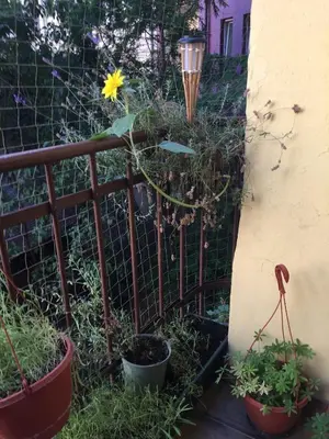 a fence with potted plants and a flower on it at JUBILAT - 110m2 Morawskiego in Kraków