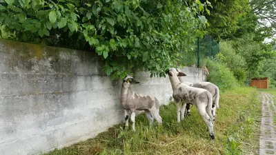 three llamas are eating leaves from a tree at Garden Apartament Kurnik in Stróża