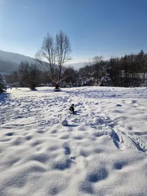 a dog running through a snow covered field at Garden Apartament Kurnik in Stróża