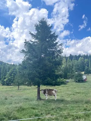 a cow standing next to a tree in a field at Arkadia pod Diablakiem in Zawoja