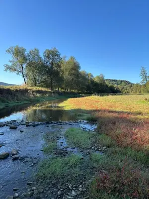 a stream in the middle of a field with trees at Domki nad Krzyworzeką in Dobczyce