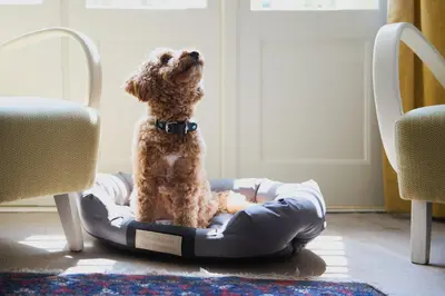 a dog sitting in a dog bed in a room at Kraków Wawrzyńca Suites by Downtown Apartments in Kraków