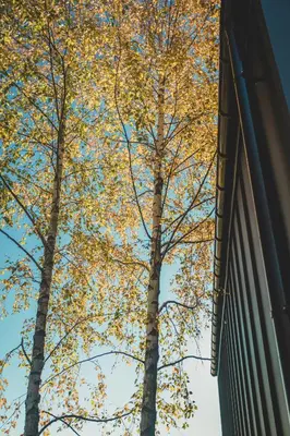 two trees standing next to a building at Brzozowy Rożnów in Rożnów