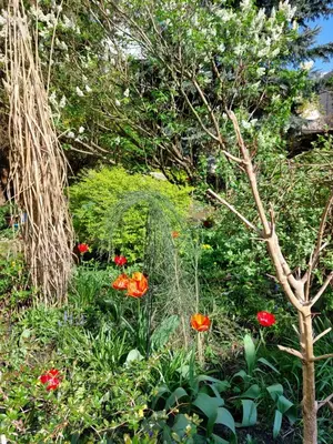 a garden with red flowers and a tree at Apartament Różana przy ICE in Kraków