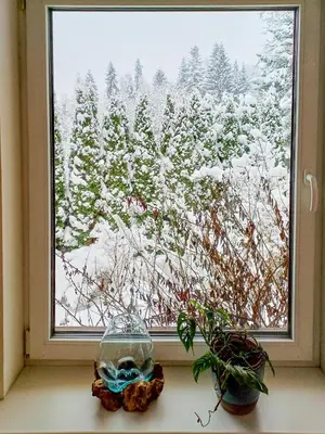a window with a view of a snow covered tree at Zwierzogród in Rabka