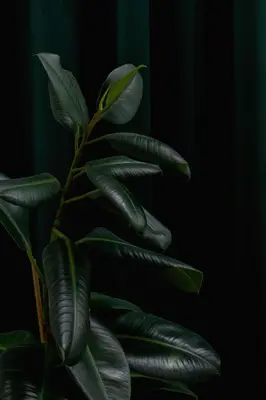 a plant with green leaves on a black background at 2-bedroom apartment - Augustiańska 1 street in Kraków