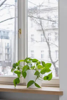 a green plant sitting on a window sill at Jewish Quarter- Augustiańska 1- AC in Kraków